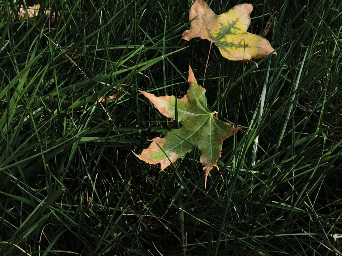 校园文字拼图 · 课桌旁札 | 实训楼后的老枫树